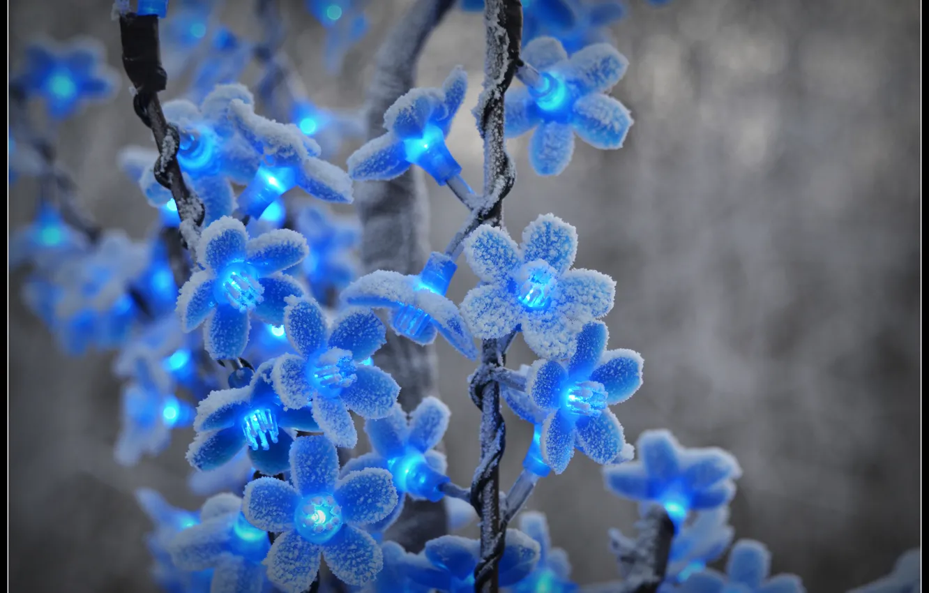 Фото обои зима, иней, снег, цветы, мороз, голубые, гирлянда, фонарики