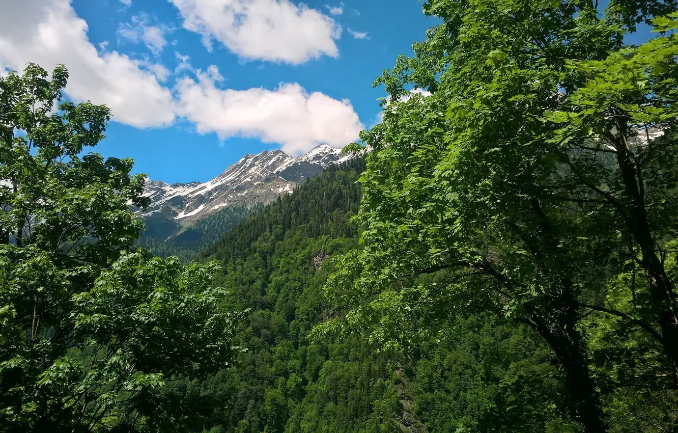 Фото обои Небо, Горы, Деревья, Лес, Sky, Mountains, Абхазия, Forest