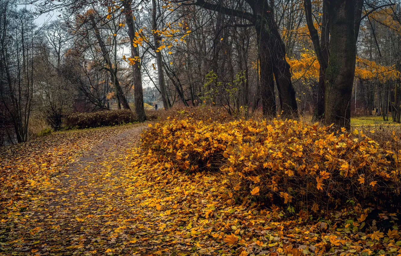 Фото обои осень, лес, деревья, Санкт-Петербург, тропинка, жёлтые листья, Андрей Васильев, Елагин остров