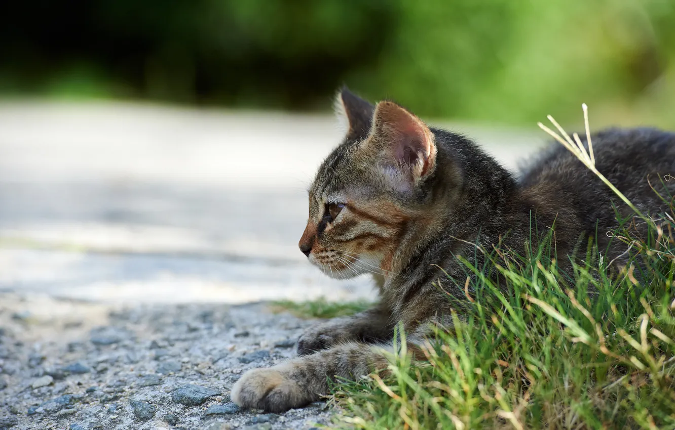 Фото обои кошка, трава, кот, улица, лежа