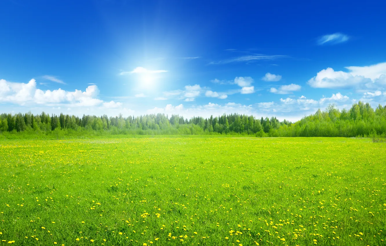 Фото обои поле, солнце, облака, деревья, цветы