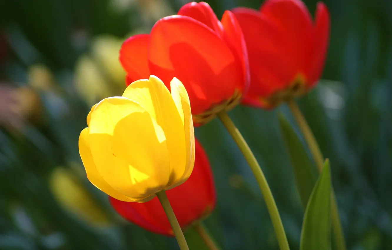Фото обои желтый, размытость, тюльпаны, красные