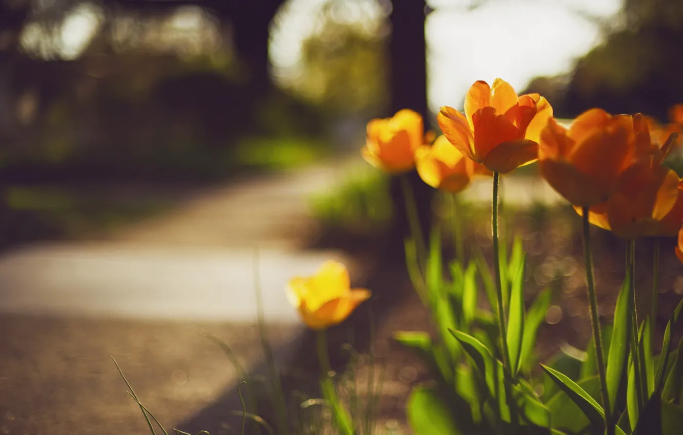 Фото обои цветы, улица, весна, тюльпаны