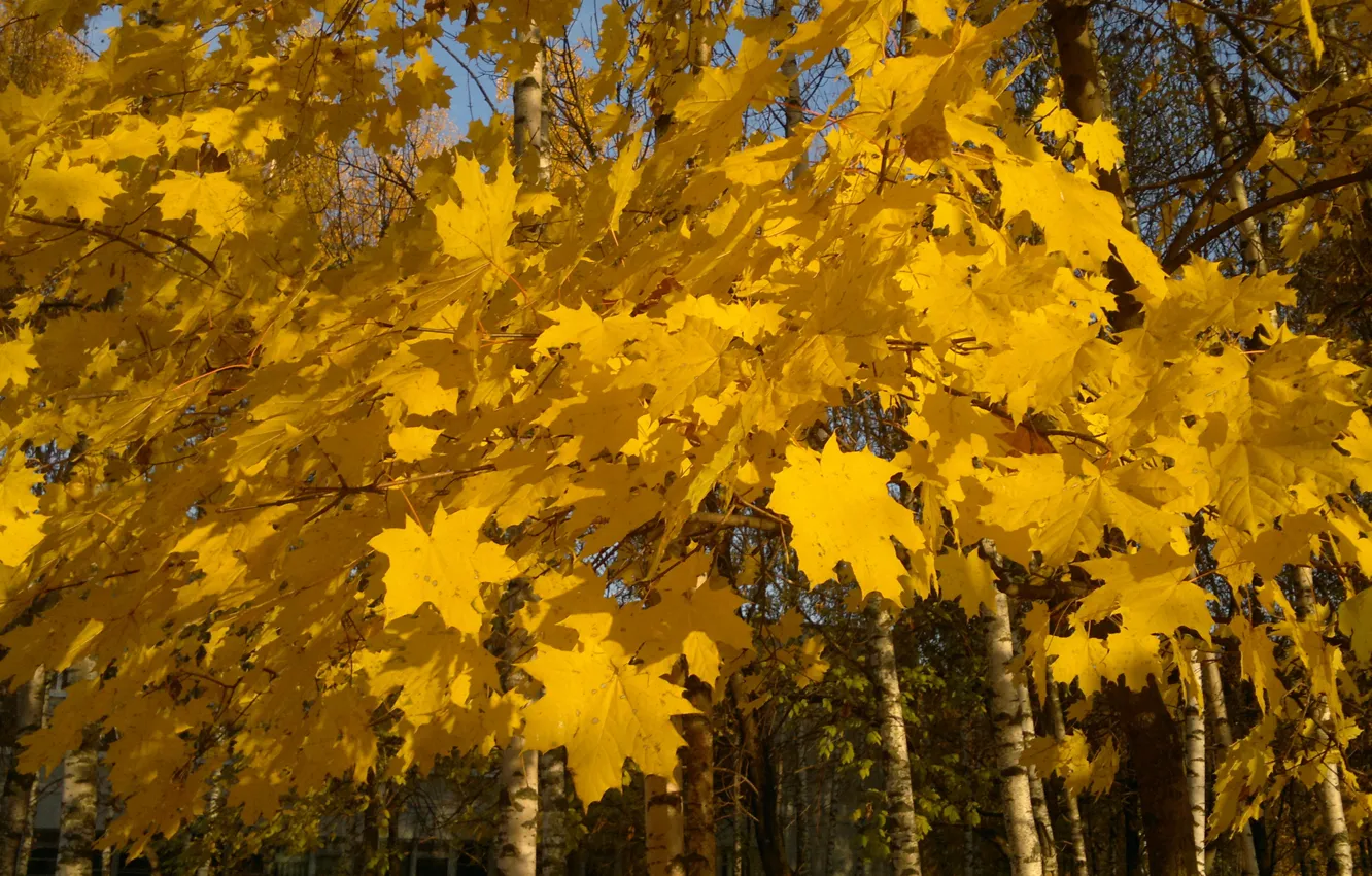 Фото обои желтые листья, ветка клена, клен осенью