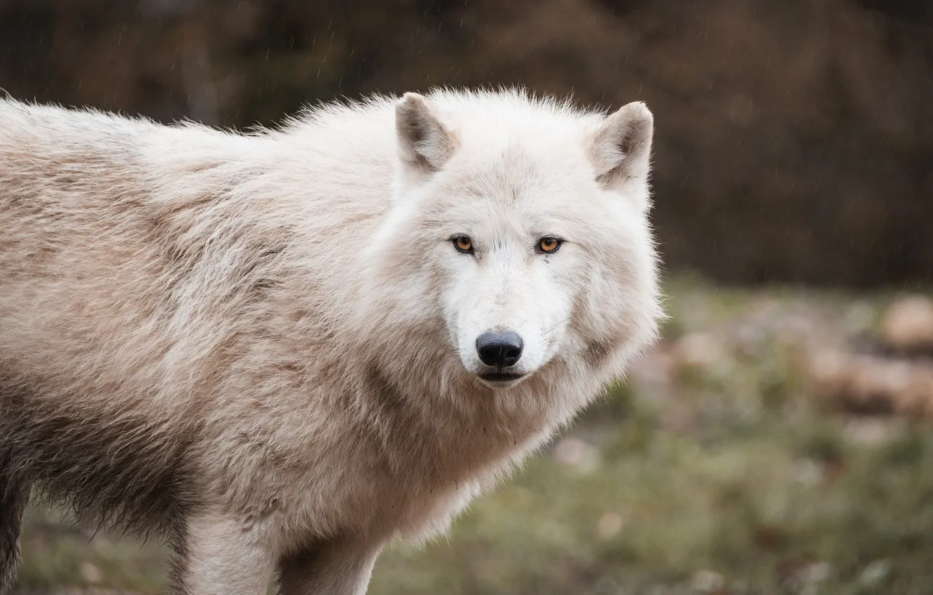 Фото обои nature, snow, predator, face, animal, wolf, wildlife, portrait