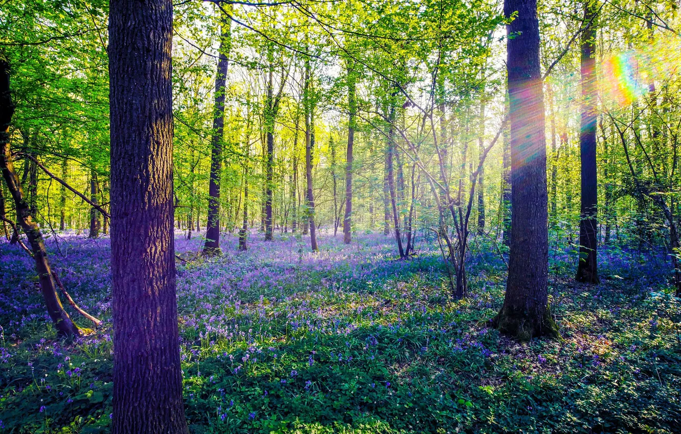Фото обои зелень, лес, солнце, лучи, свет, деревья, цветы, ветки