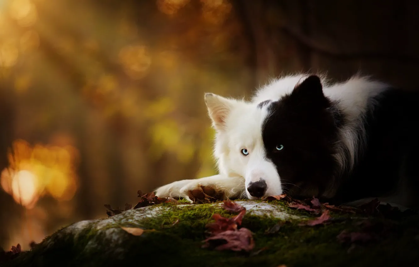 Фото обои осень, листья, свет, природа, черно-белая, собака, лежит, боке