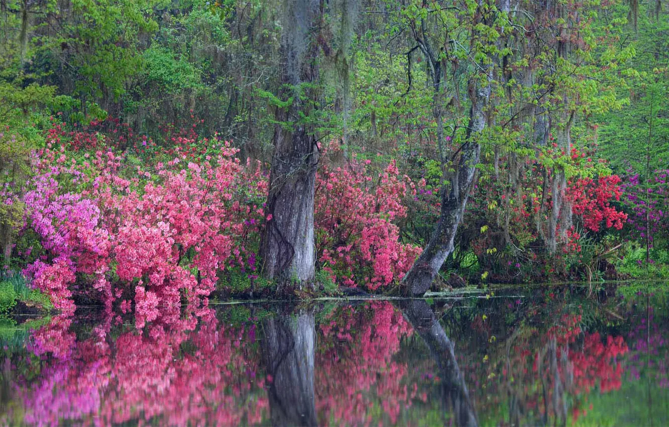Фото обои Южная Каролина, США, цветение, азвлия, Magnolia Plantation and Gardens