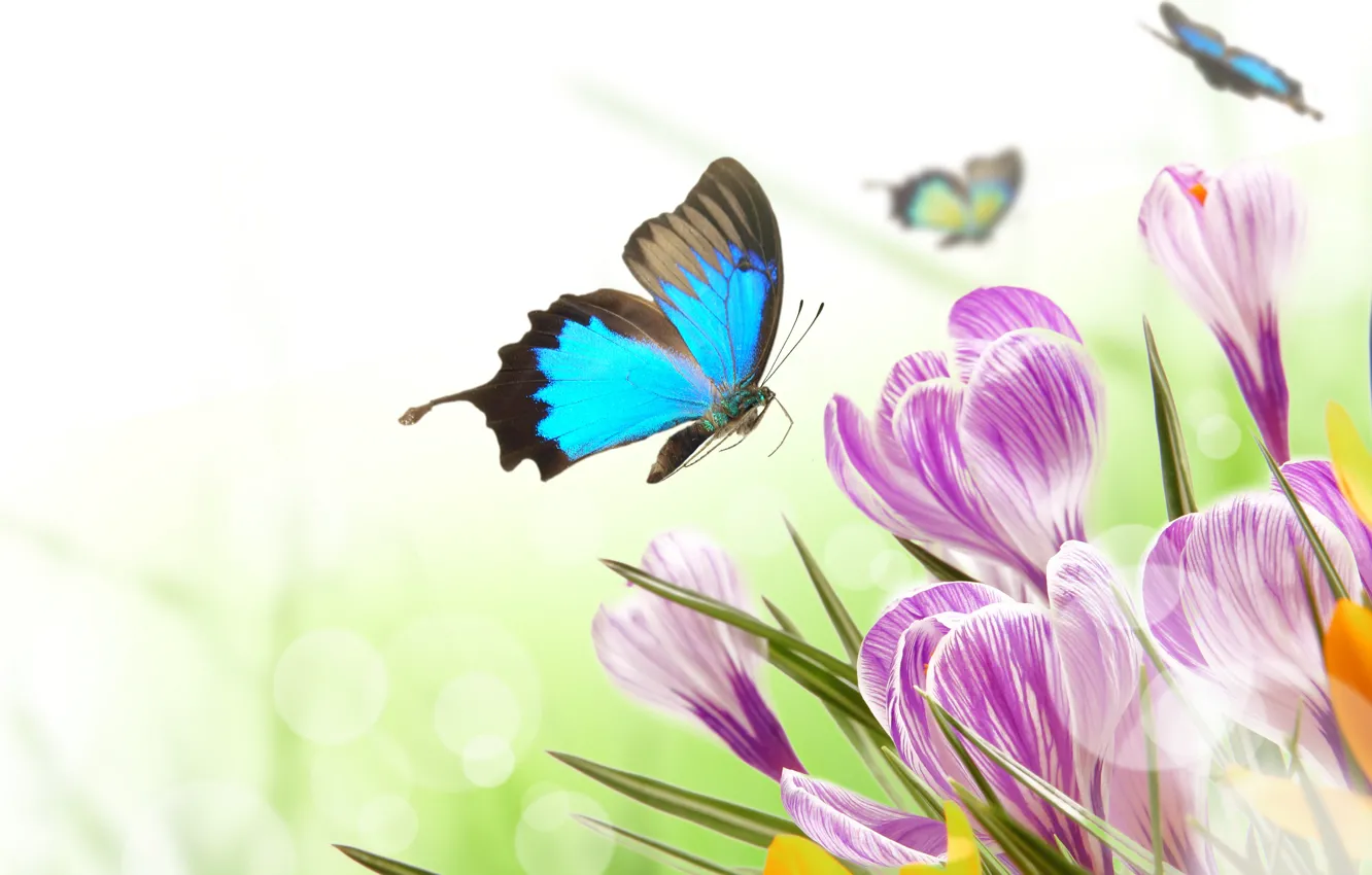 Фото обои бабочки, цветы, блики, весна, крокусы