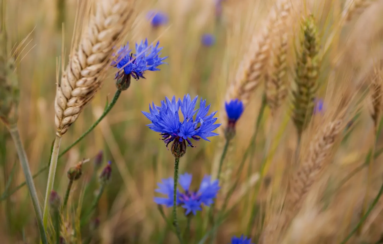 Фото обои пшеница, лето, цветы, синие, васельки