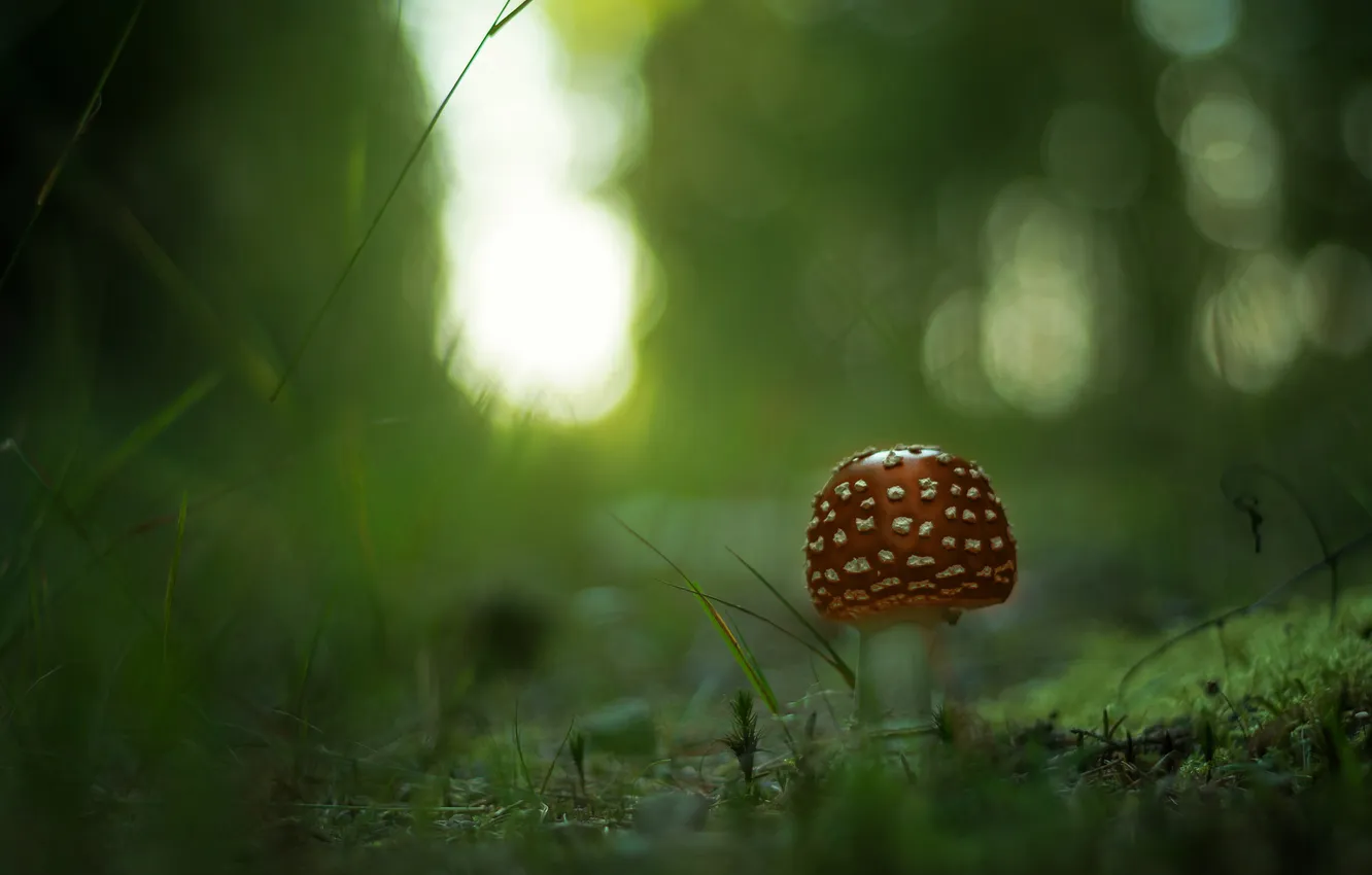 Фото обои лес, трава, макро, блики, гриб, фокус, размытость, Мухомор