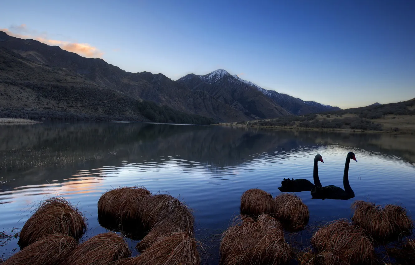 Фото обои пейзаж, горы, озеро, лебеди