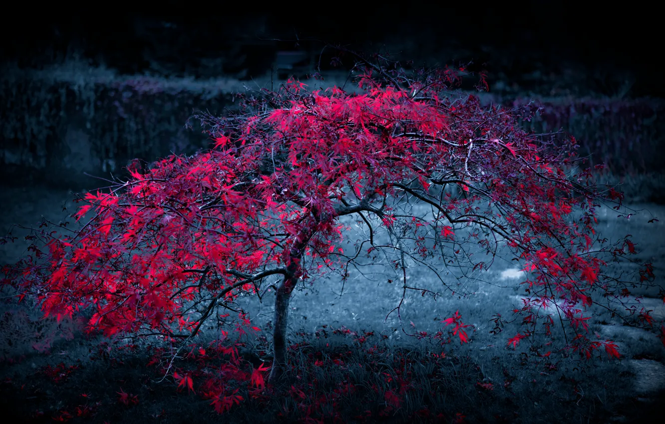 Фото обои осень, листья, свет, туман, дерево, багрянец