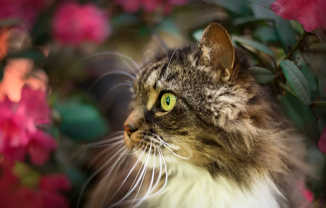 Фото обои кошка, кот, усы, взгляд, морда, листья, цветы, природа