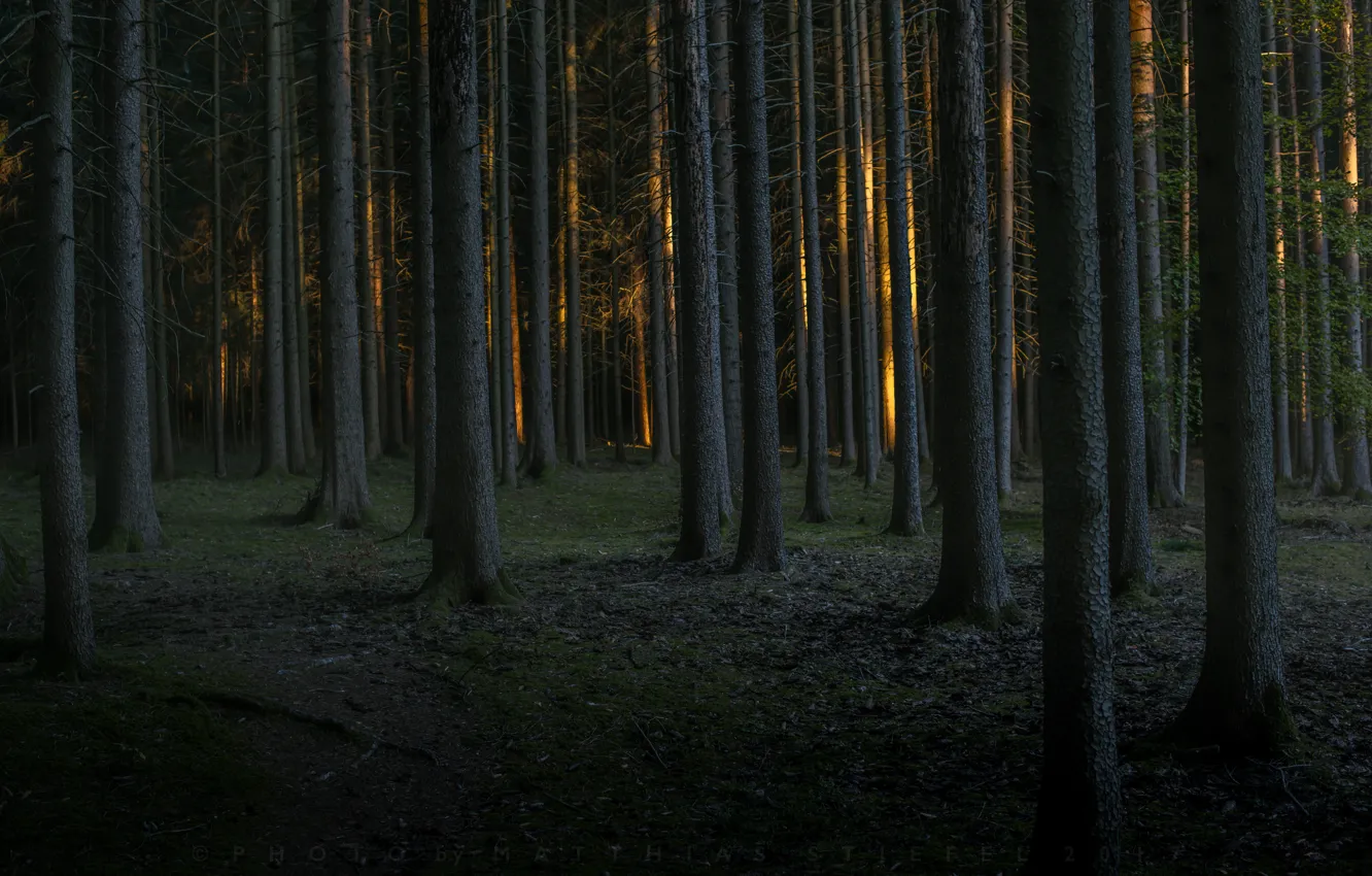 Фото обои лес, деревья, сумерки