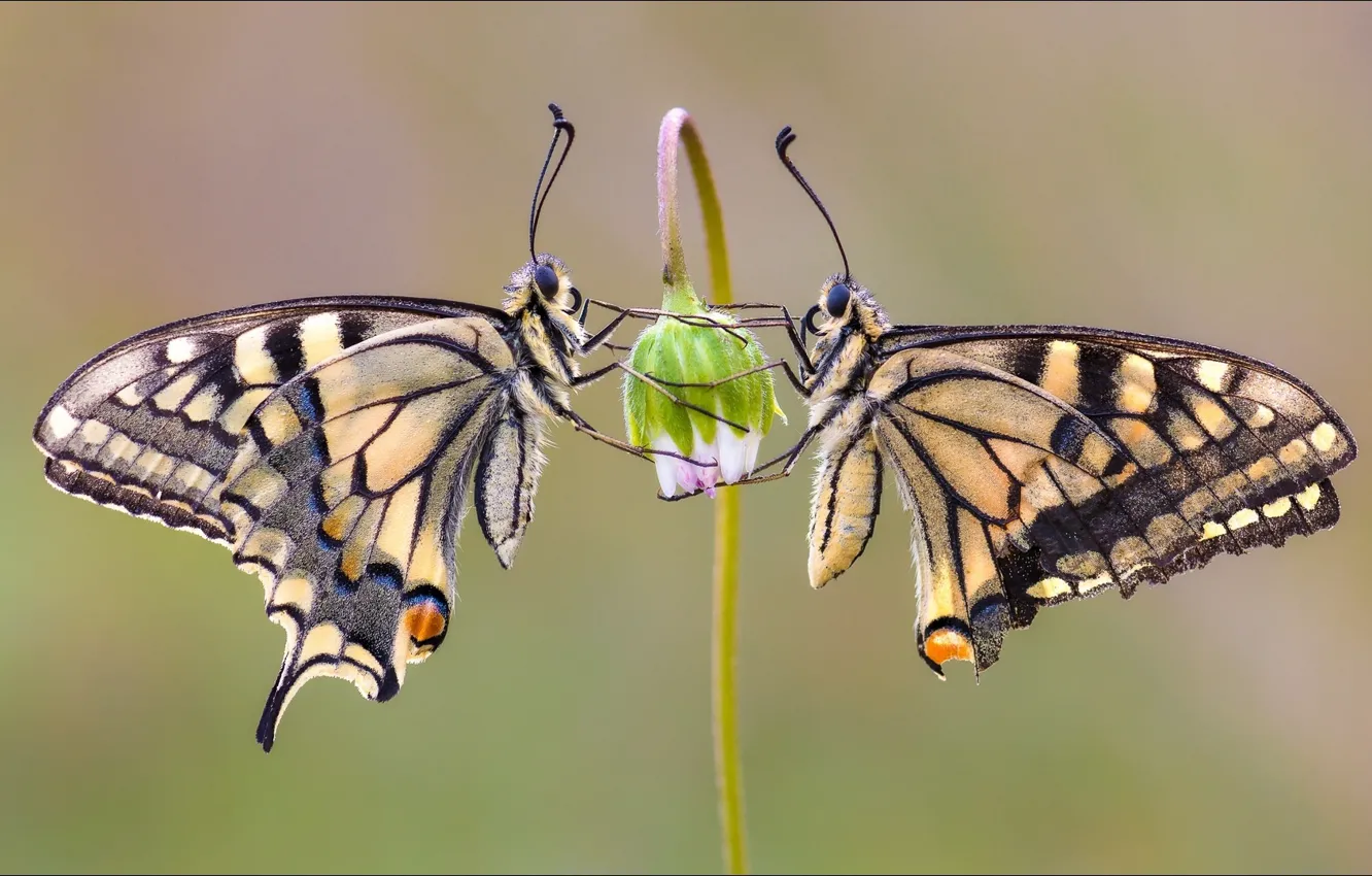 Фото обои flower, butterfly, two, Macro