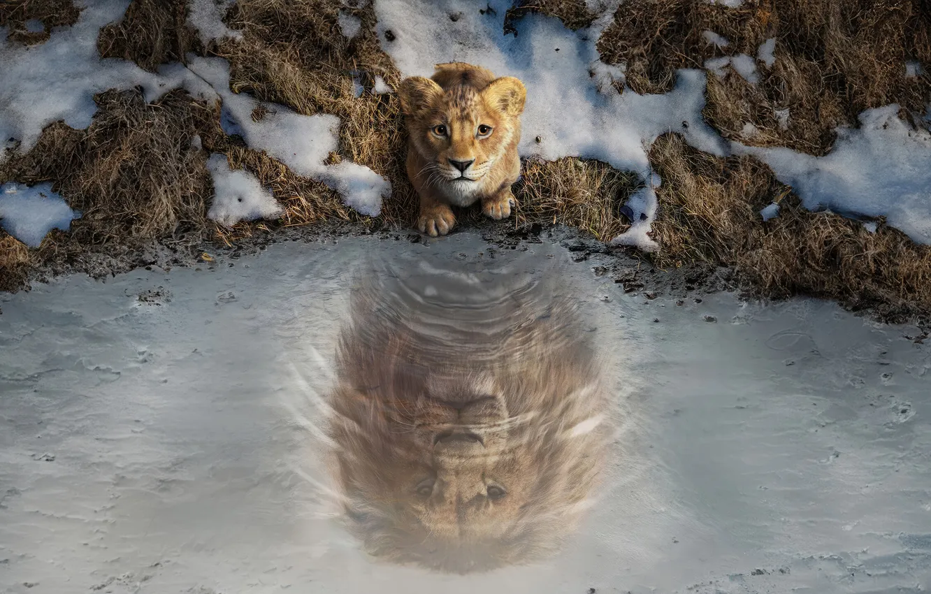 Фото обои Water, grow, The Lion, Mufasa