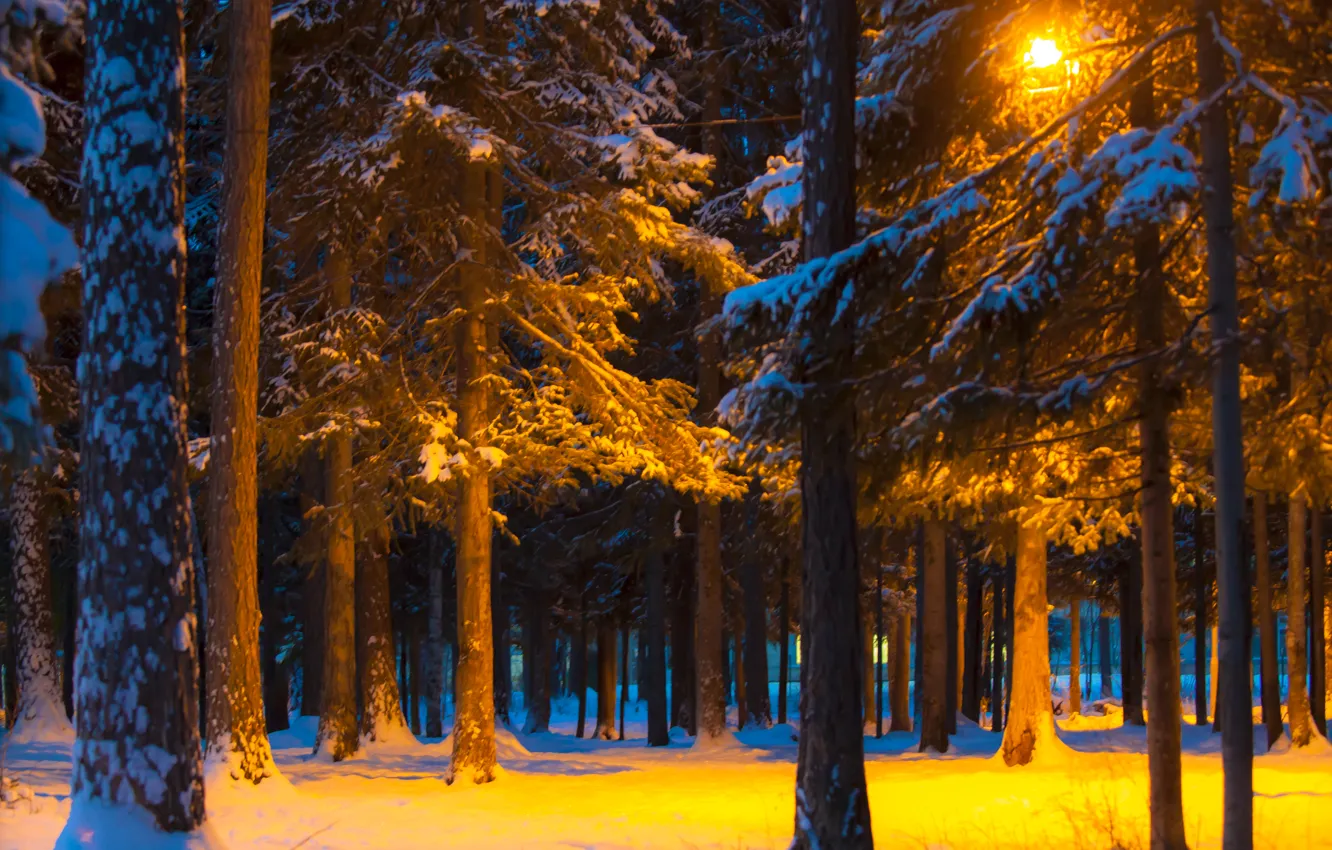 Фото обои зима, свет, снег, деревья, ночь, парк, фонарь