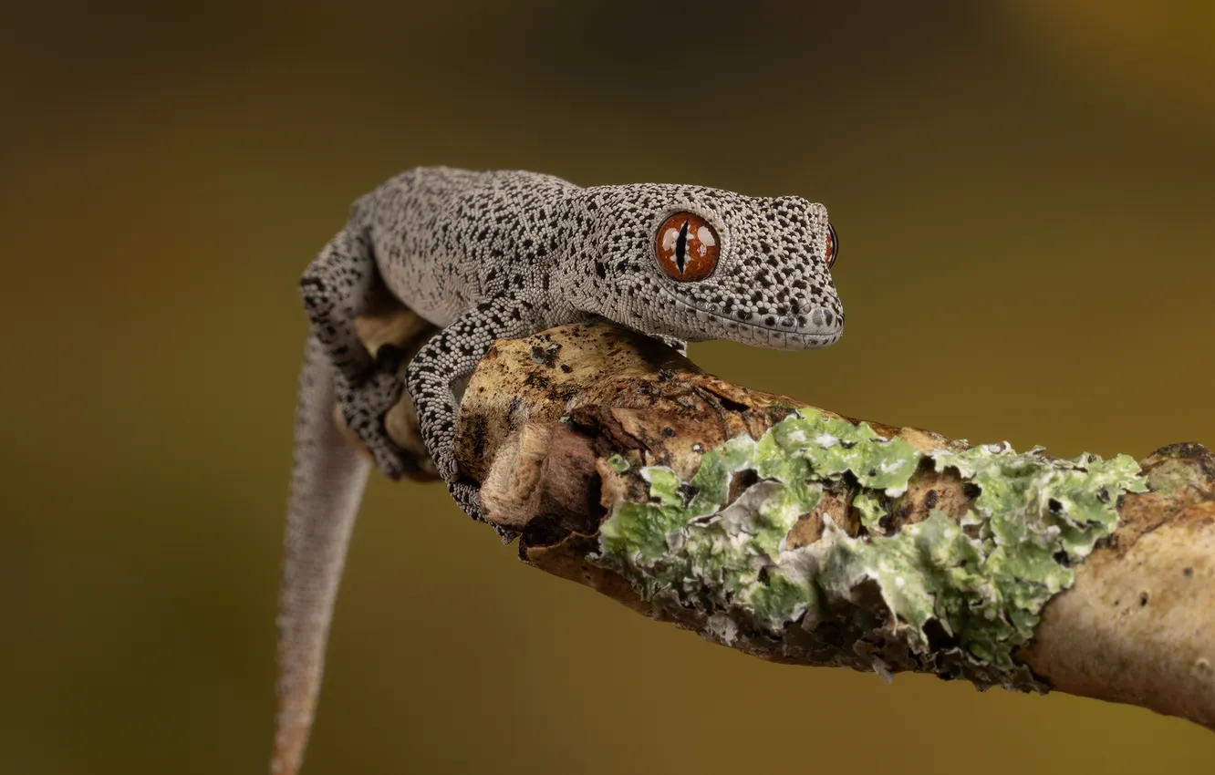 Фото обои eye, reptile, scales