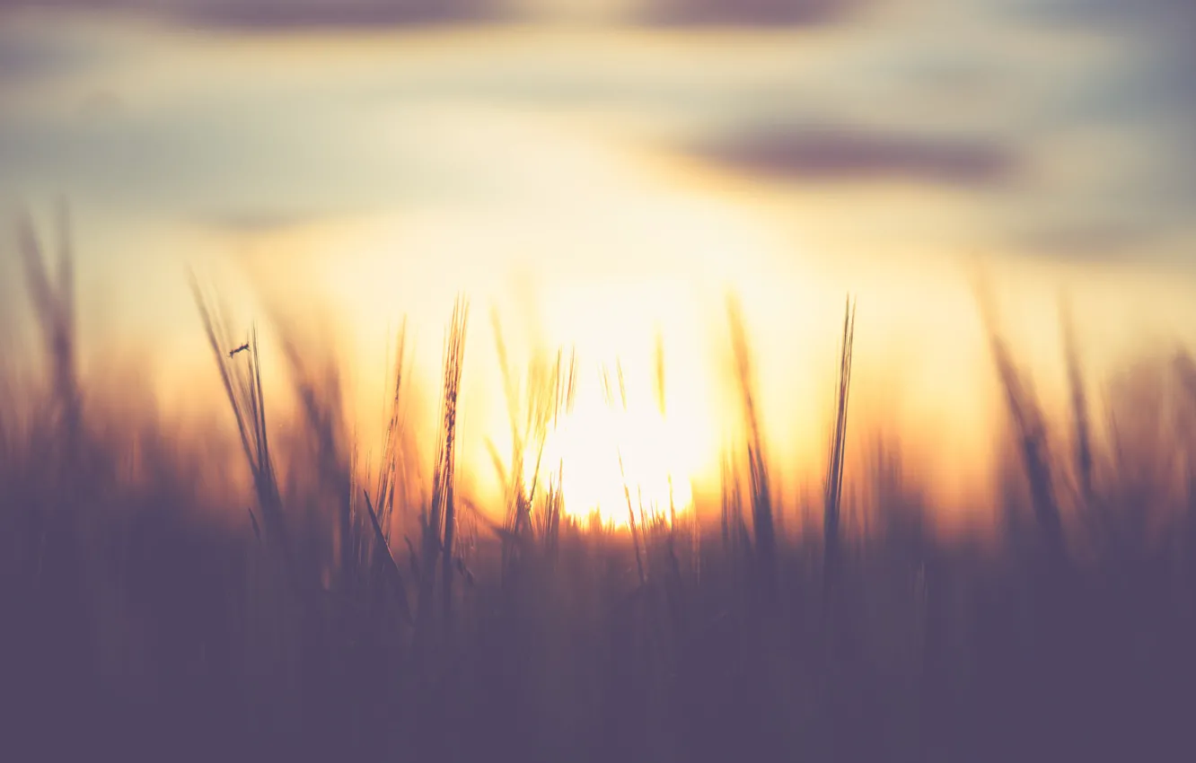 Фото обои sky, sunset, clouds, sundown, sunrise, bokeh, wheat, corn