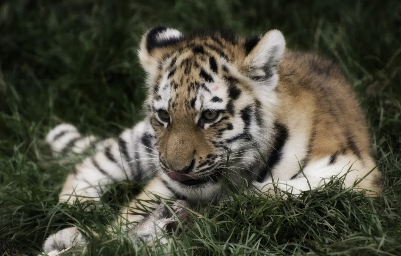 Фото обои лето, трава, тигр