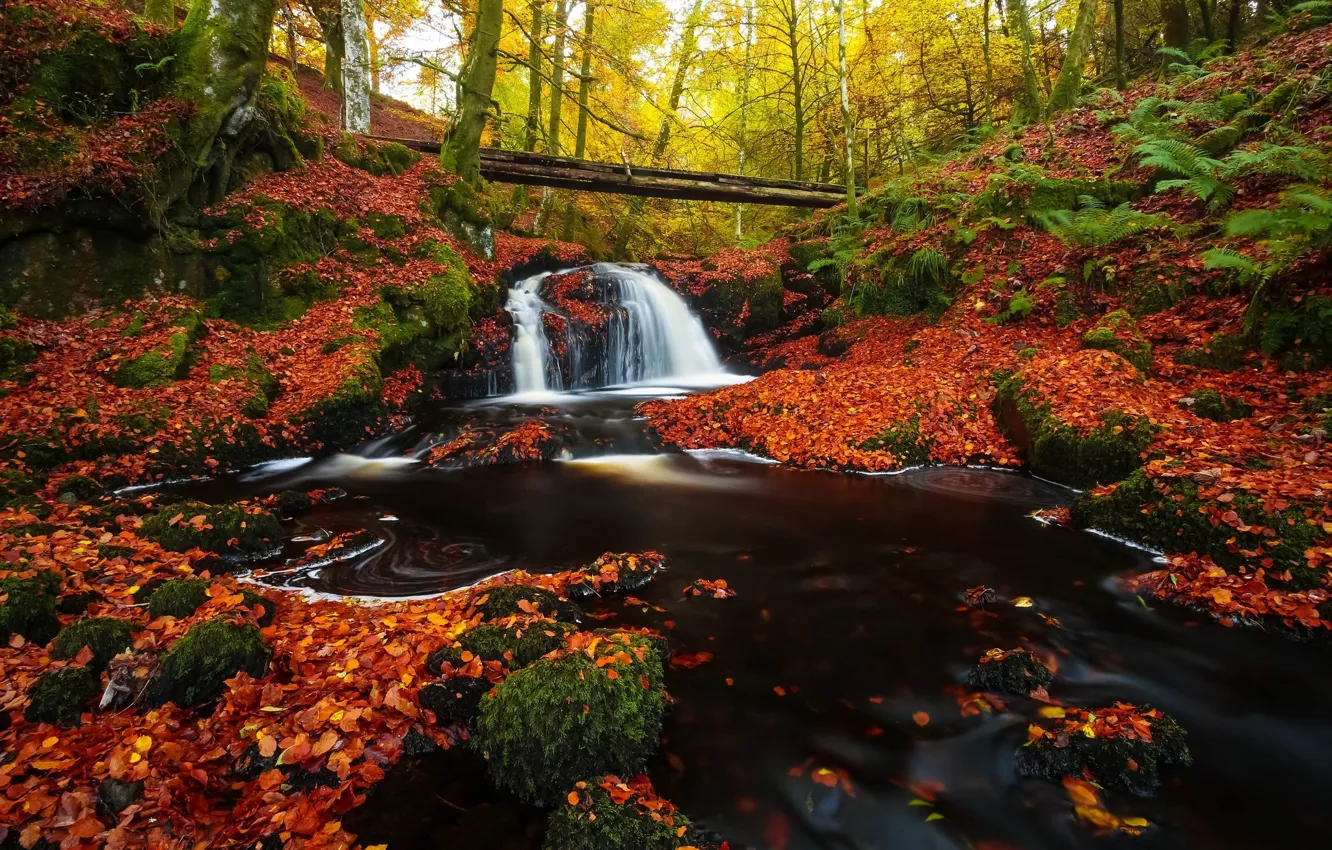 Фото обои осень, лес, водопад, бревно, листопад, яркая листва