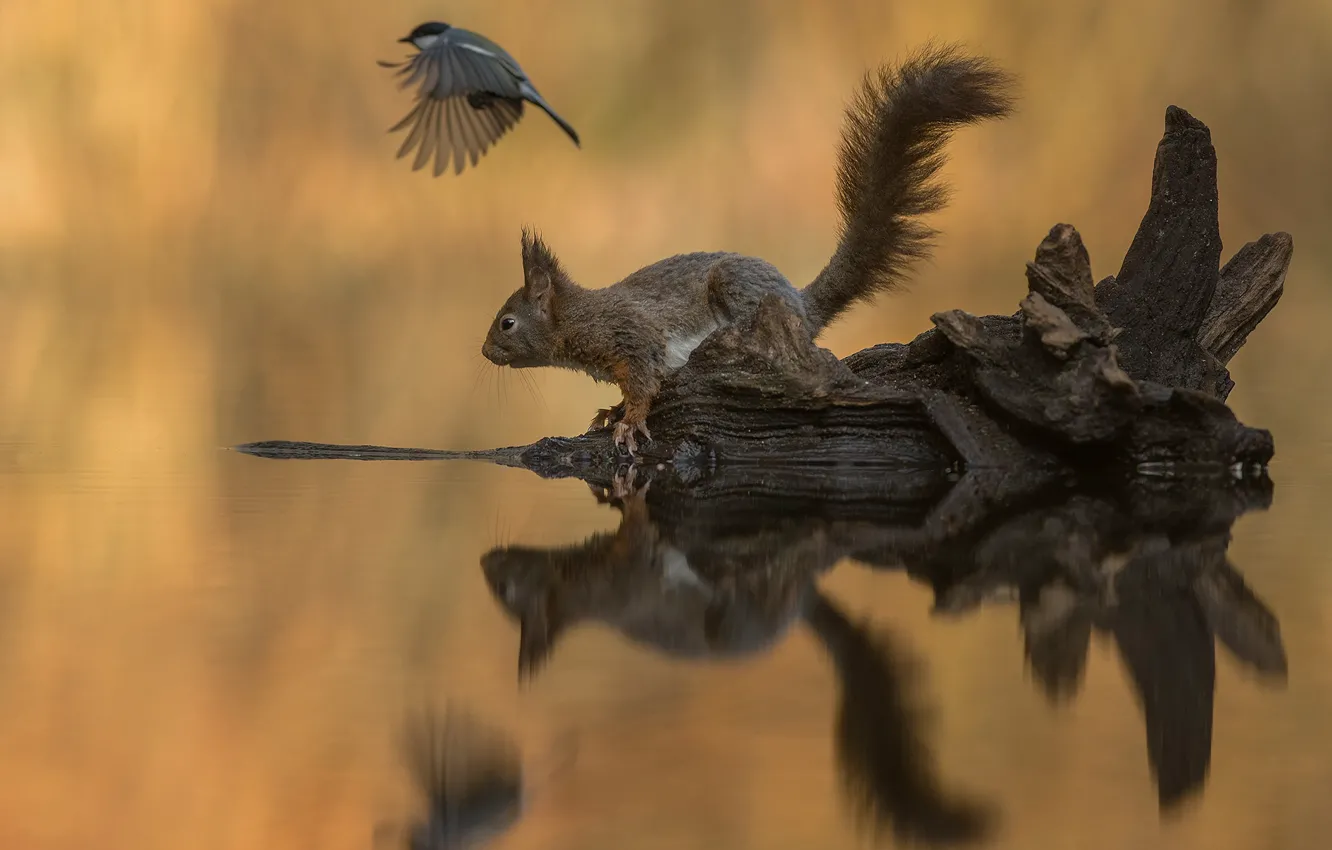 Фото обои вода, отражение, фон, птица, белка, коряга, синица