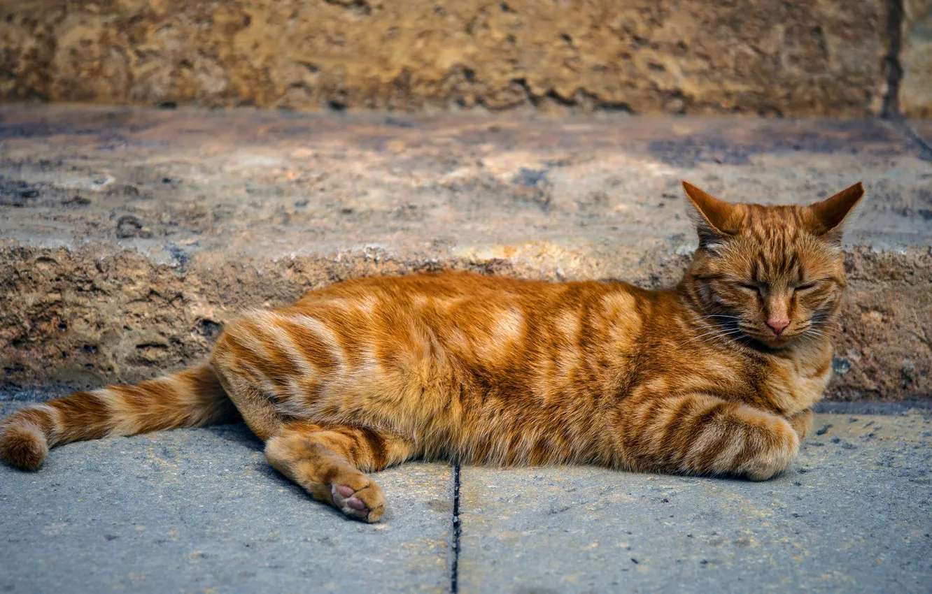 Фото обои кошка, кот, поза, отдых, улица, плитка, рыжий, лежит