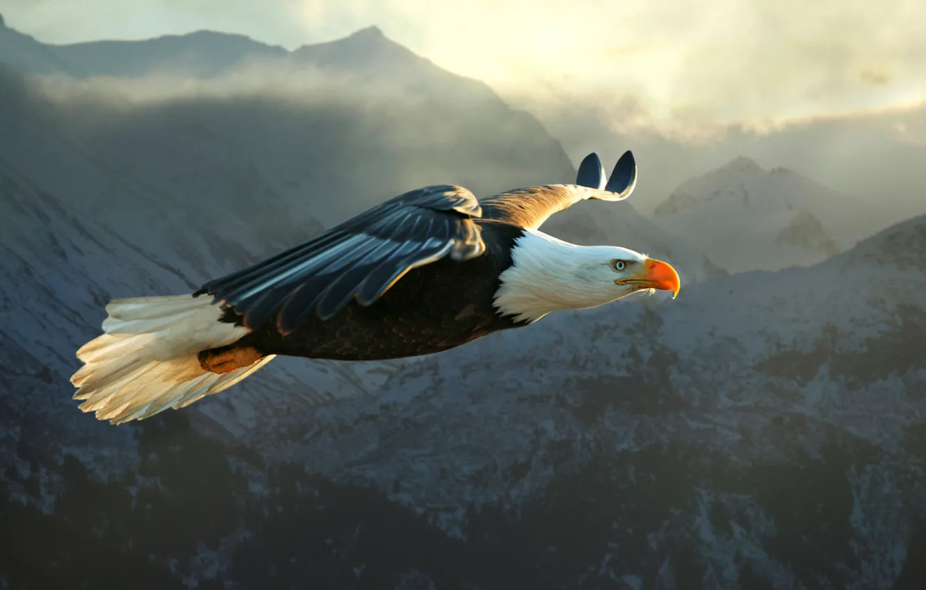 Фото обои горы, птица, хищник, полёт, орёл