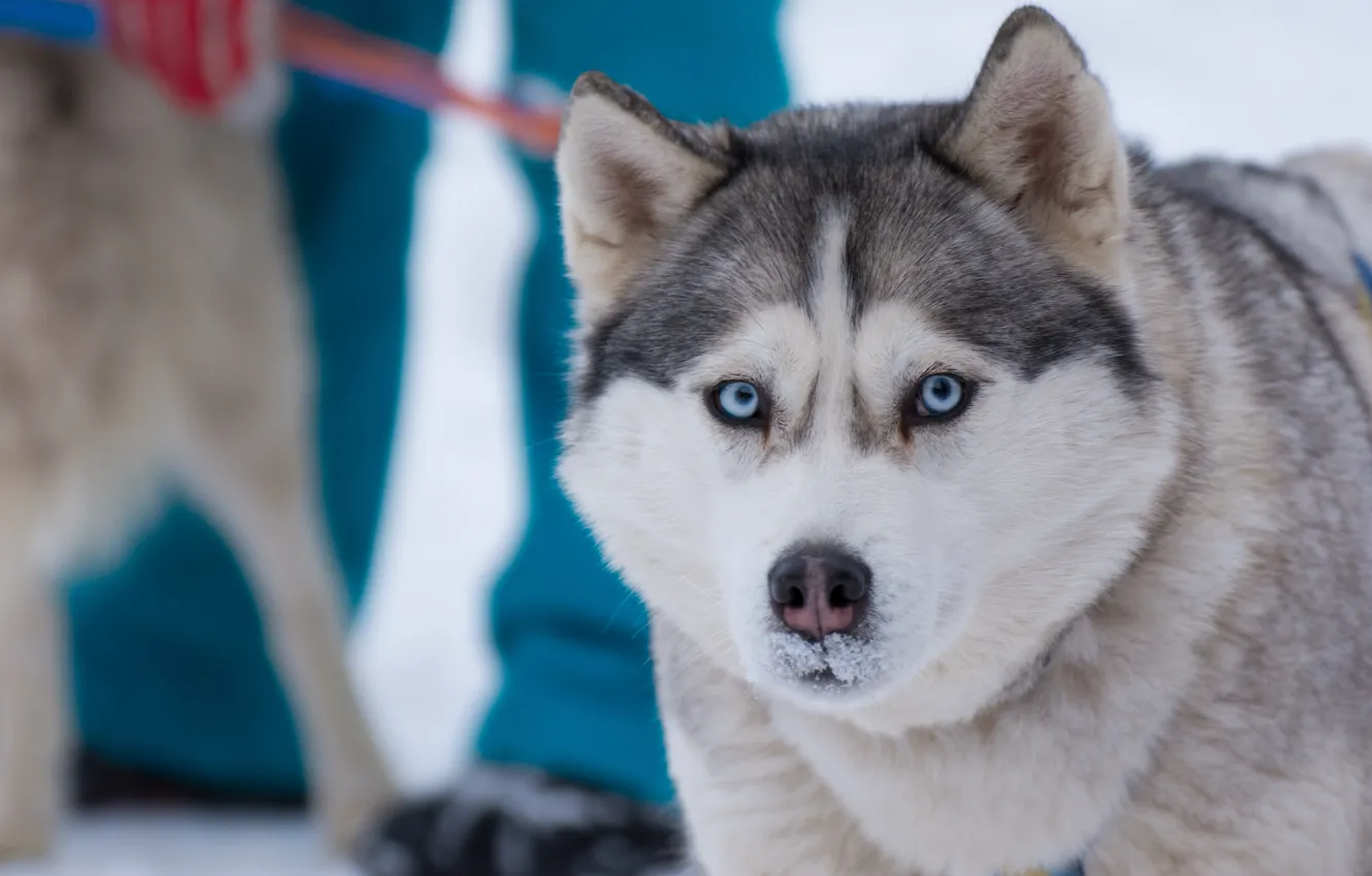 Фото обои зима, глаза, снег, Собака, голубые, хаска, сибирь