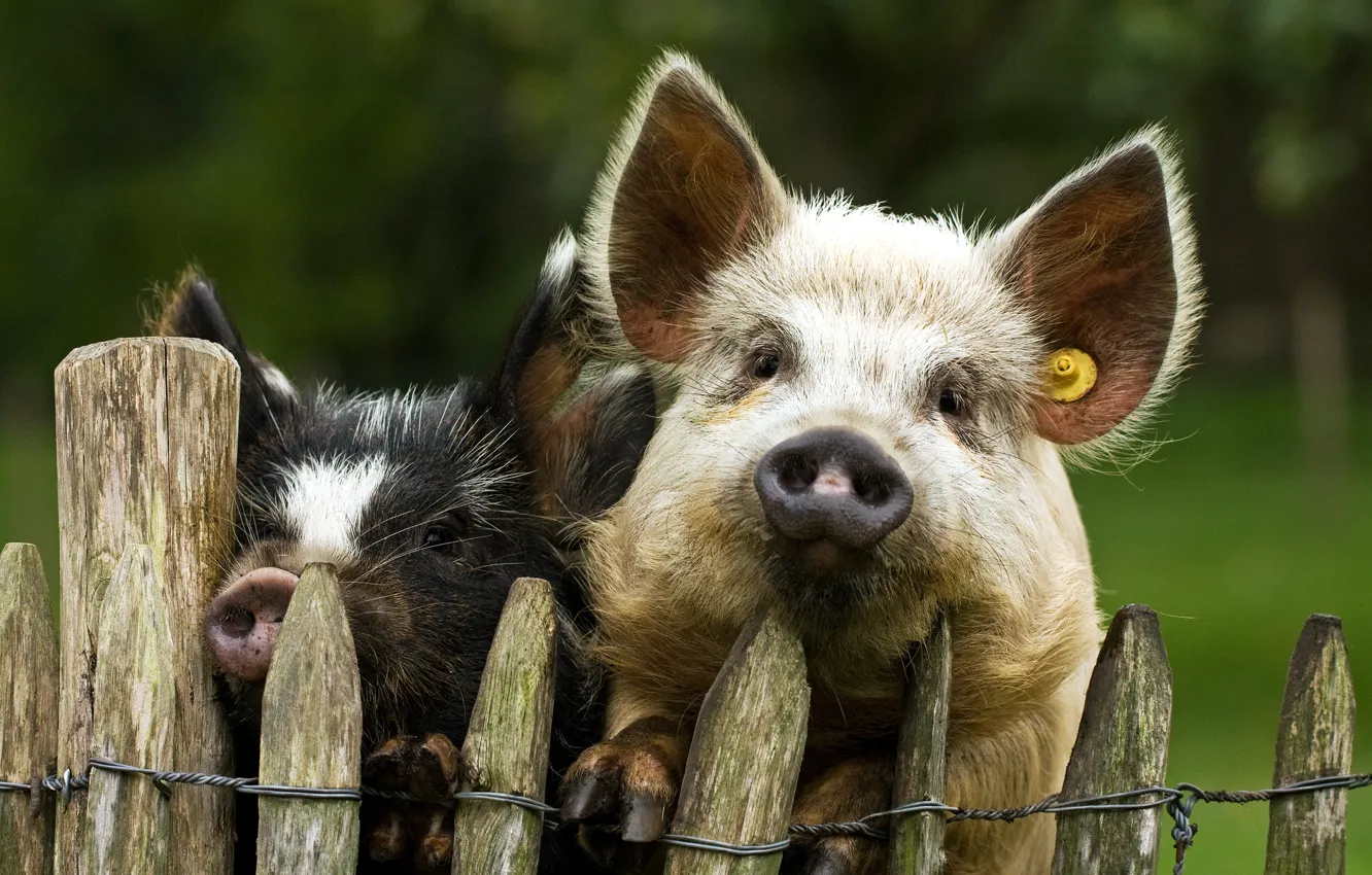 Фото обои фон, забор, свиньи
