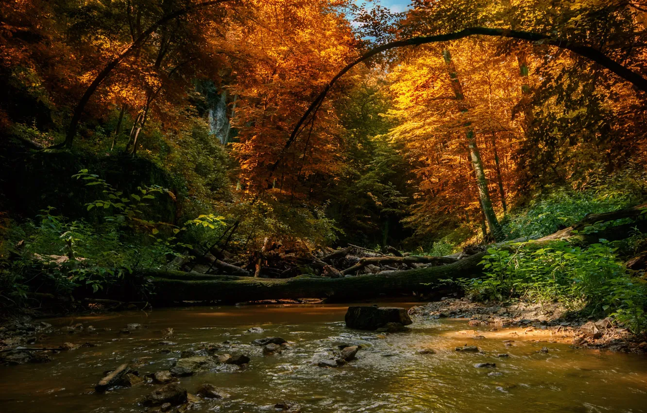 Фото обои осень, лес, деревья, пейзаж, природа, речушка, валежник, Tamas Hauk