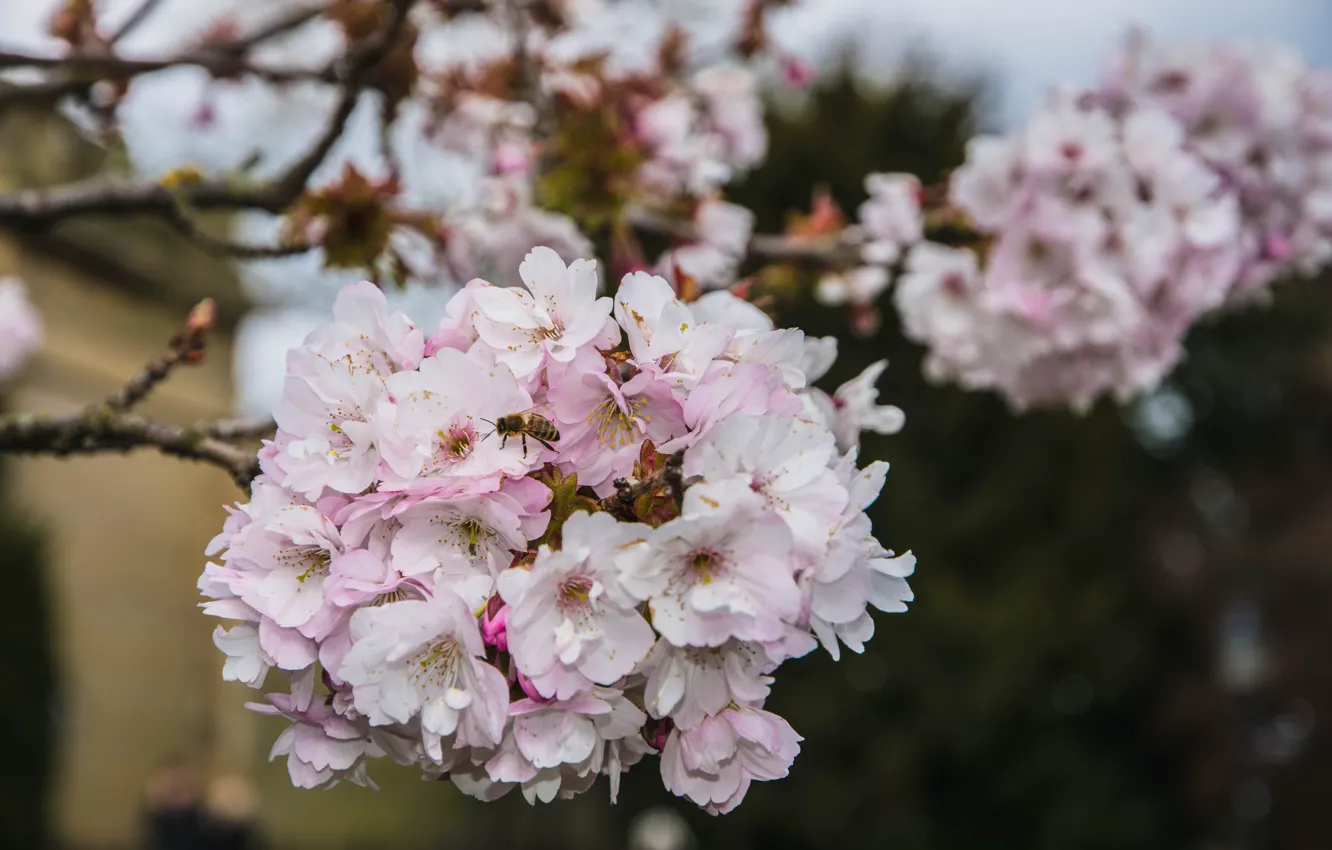 Фото обои цветы, пчела, ветка, весна, сакура, розовые, цветение, миндаль