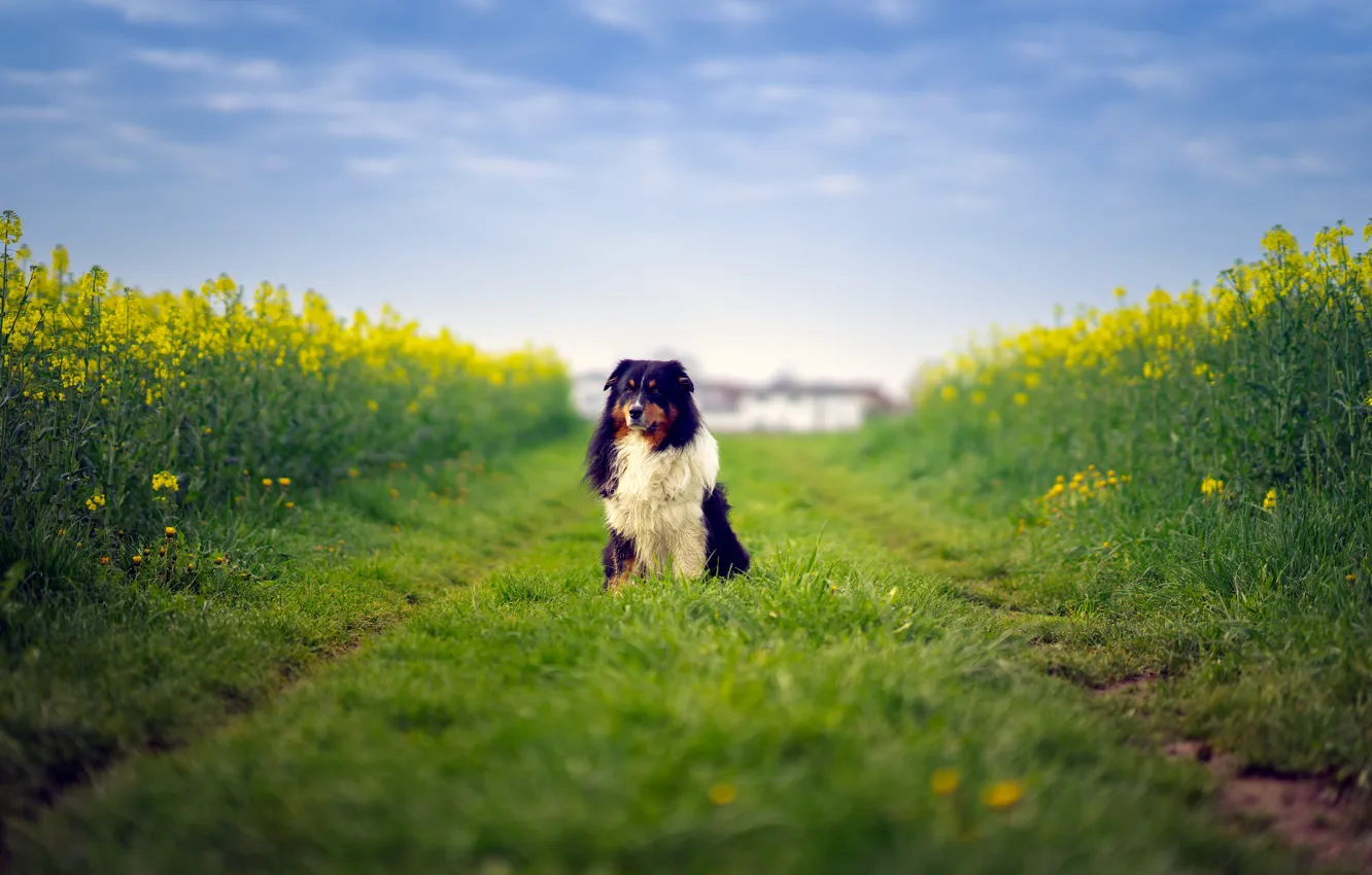 Фото обои field, dog, way, farm, australian shepherd