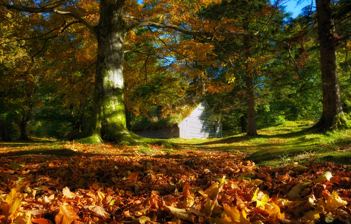 Фото обои осень, лес, деревья, листва, охотничий домик, красно-жёлтая