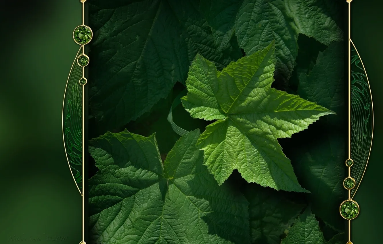Фото обои листья, природа, зеленый, фон, цвет