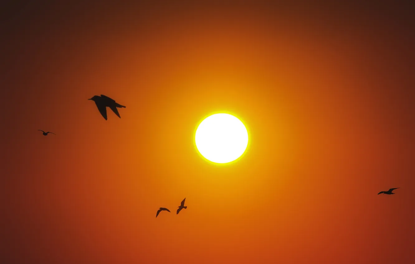 Фото обои солнце, закат, птицы, силуэт