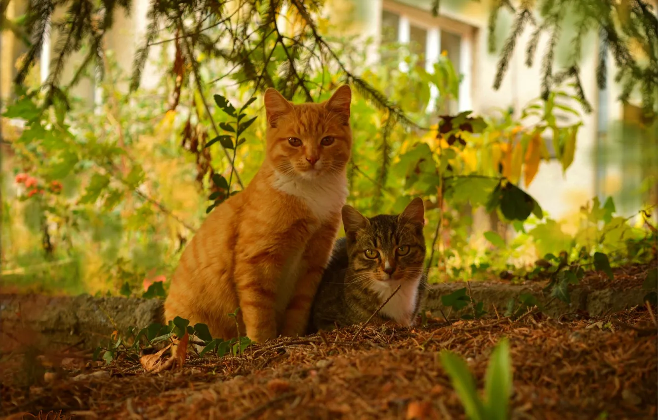 Фото обои Кошки, Cats, Рыжая кошка