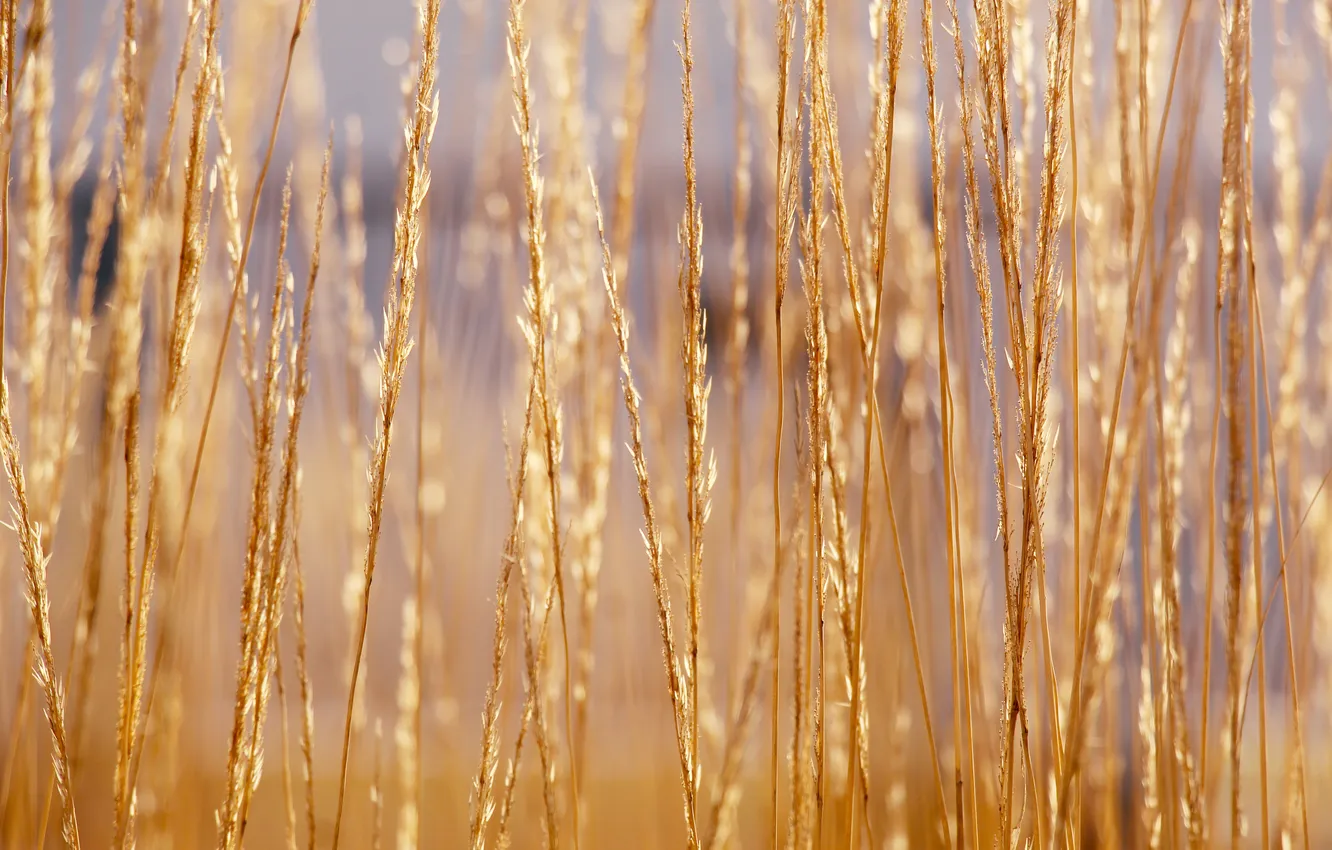 Фото обои grass, dry, ornamental