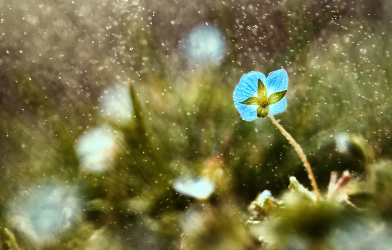 Фото обои цветок, трава, капли, макро, синий, дождь