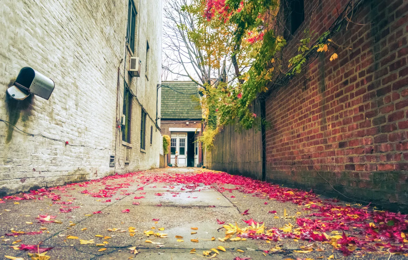 Фото обои United States, Brooklyn, New York City, autumn, fall, foliage, mail