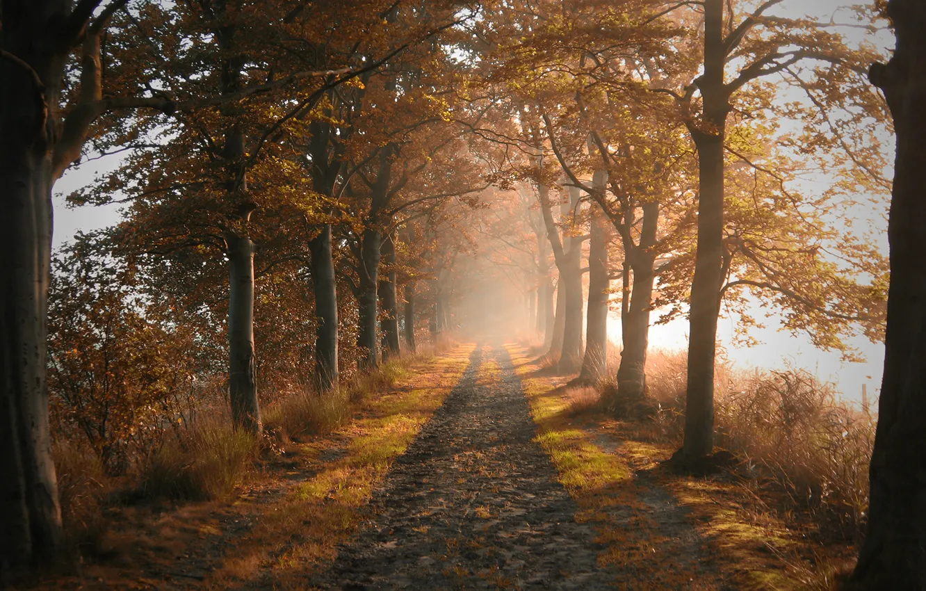 Фото обои дорога, осень, деревья, природа
