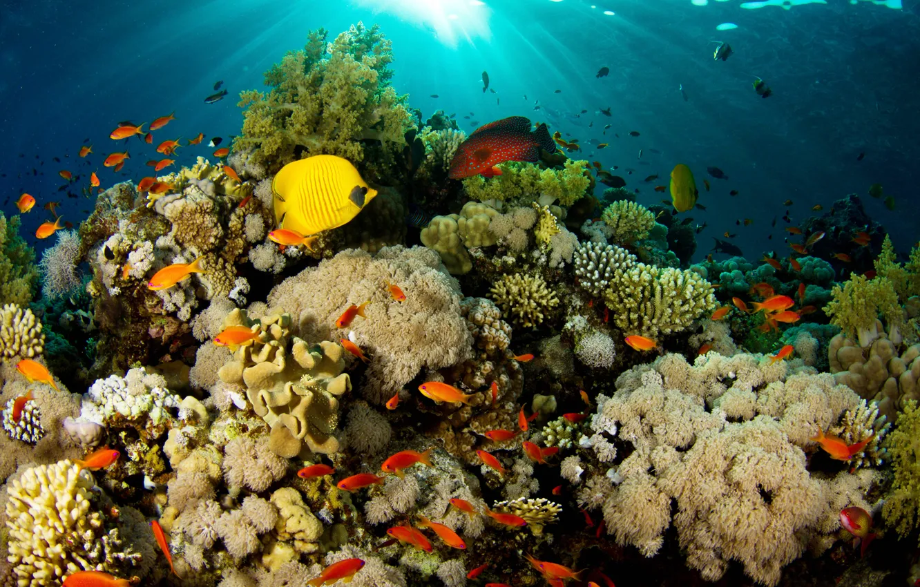 Фото обои свет, рыбы, природа, кораллы, риф