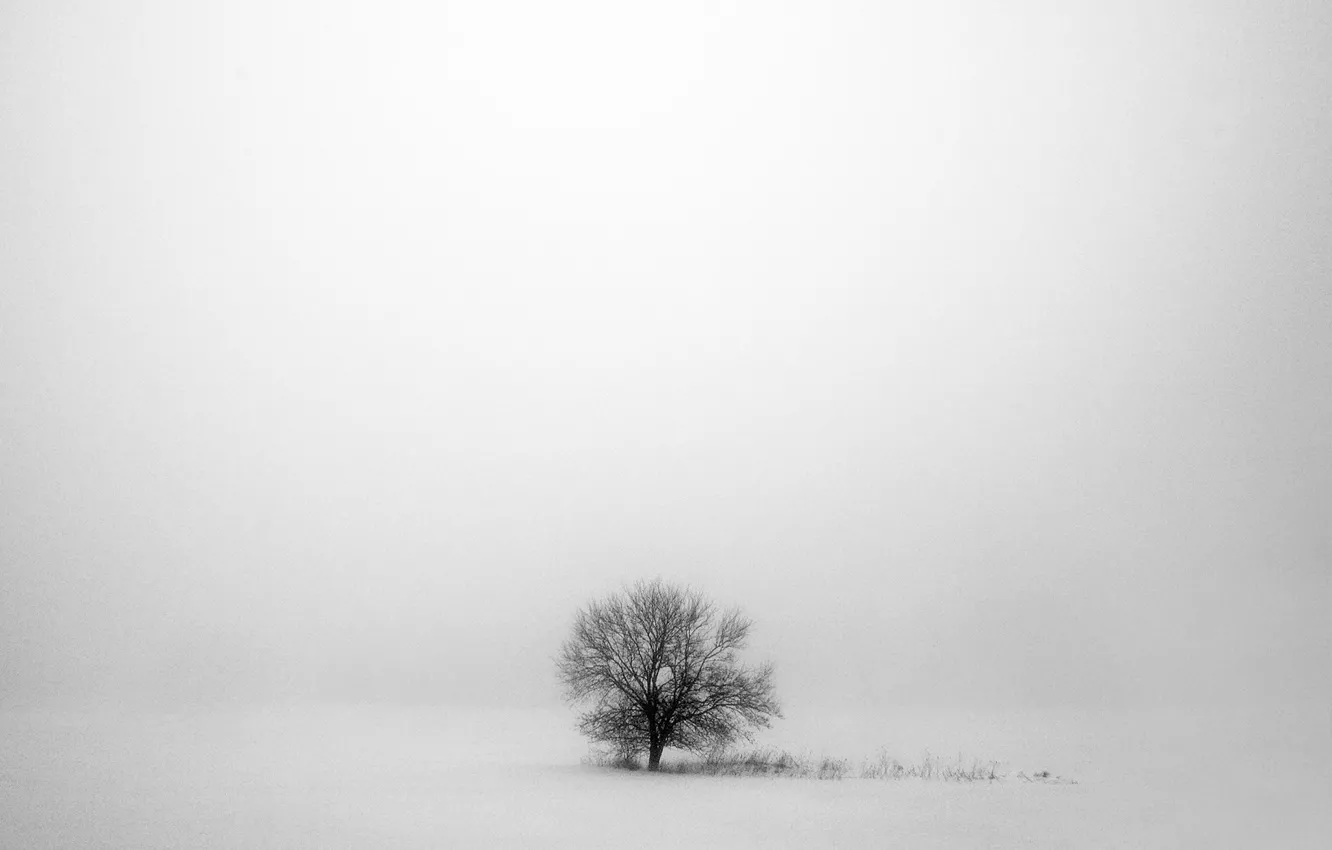 Фото обои зима, снег, деревья, серый, winter, snow, tree, gray
