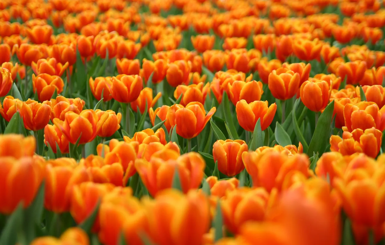 Фото обои цветы, поляна, тюльпаны, красные, оранжевые