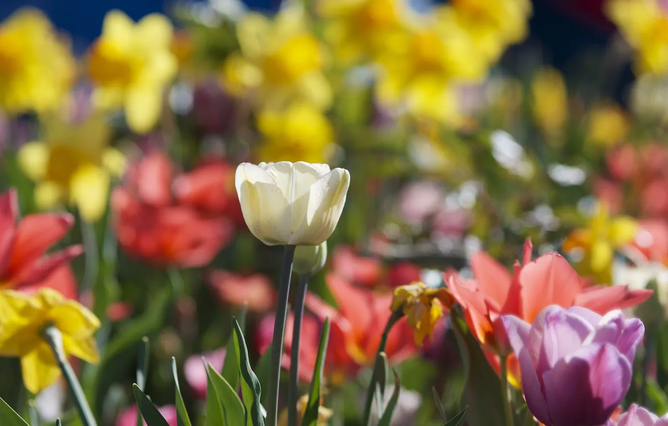 Фото обои фокус, весна, тюльпаны, солнечно, много, разные, нарциссы