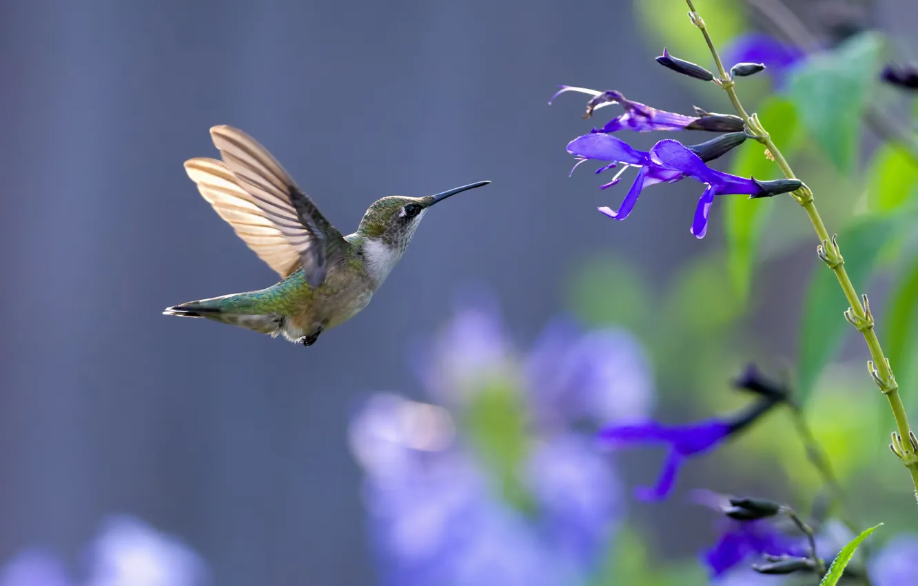 Фото обои flower, bird, blue, fly, animal