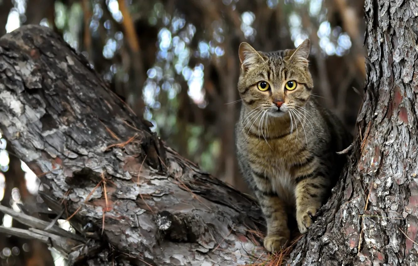 Фото обои cat, tree, bright eyes, the look