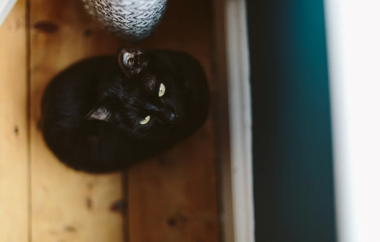 Фото обои кошка, кот, черный