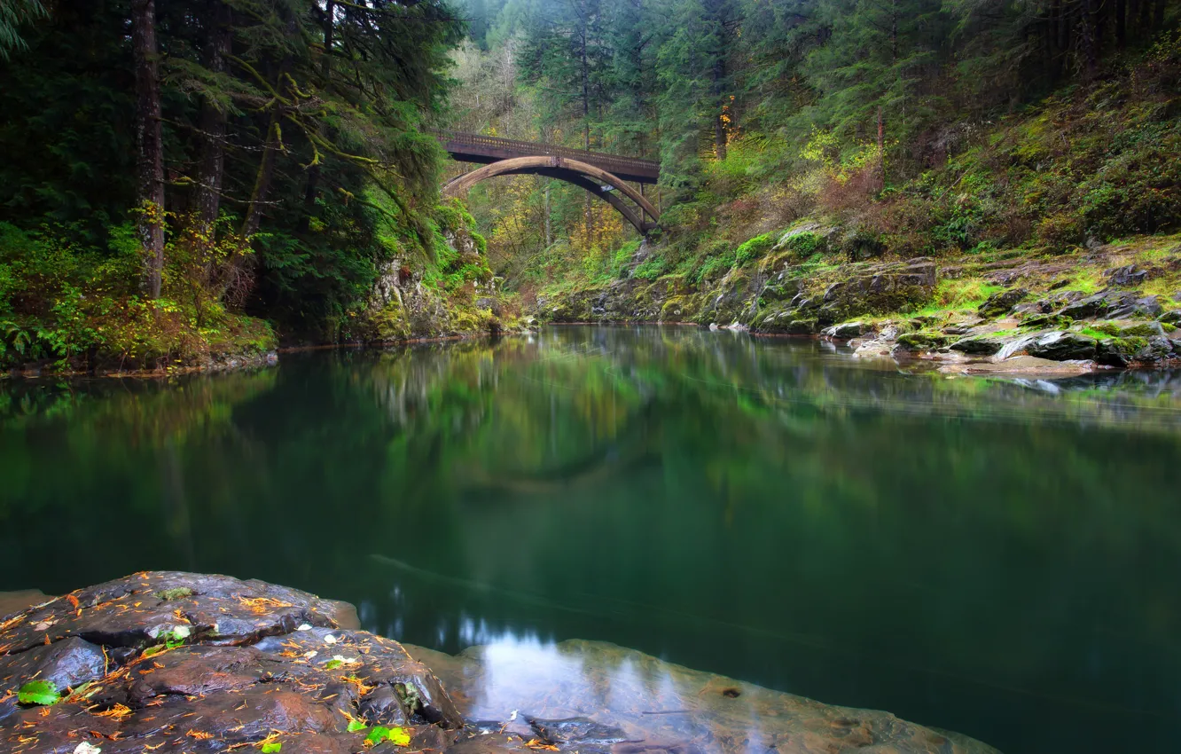 Фото обои лес, мост, река, Washington, штат Вашингтон, река Льюис, Lewis River, Yacolt
